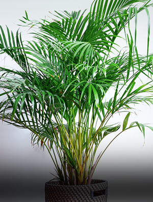 areca-1