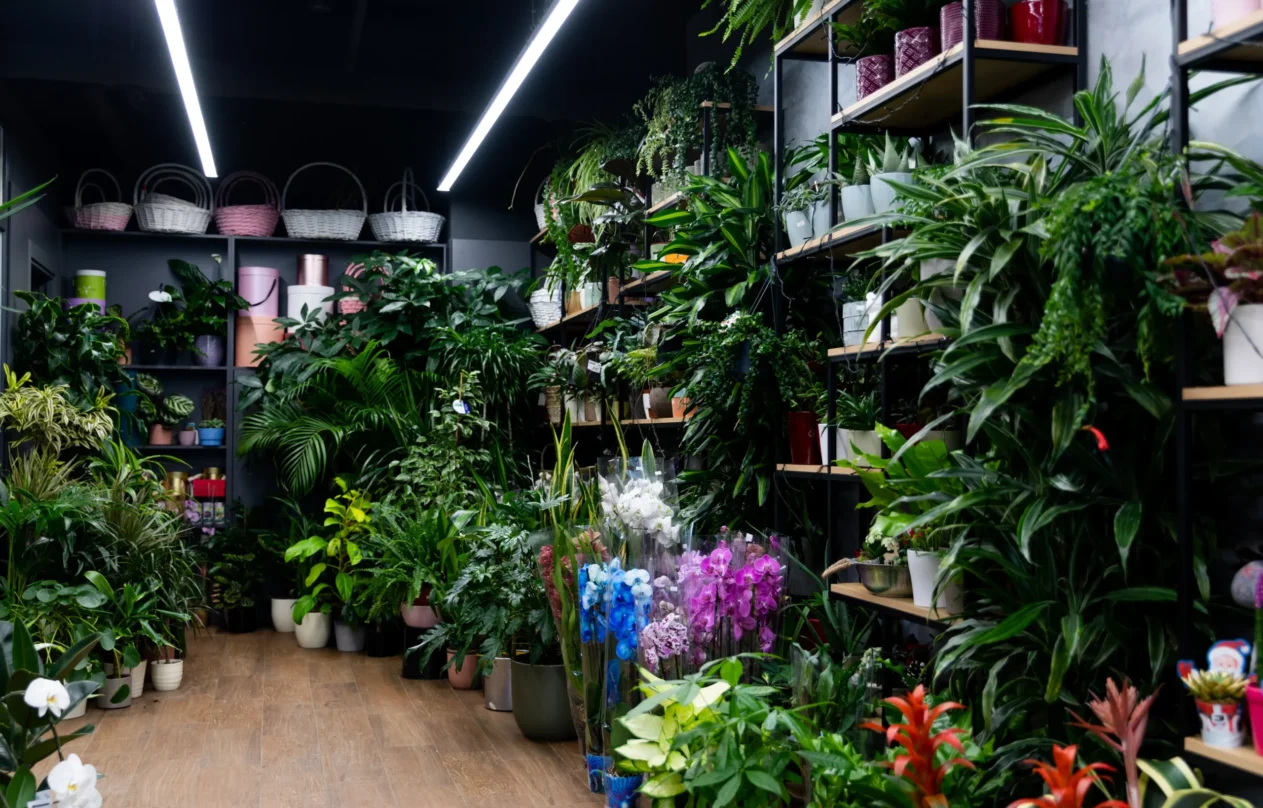 flower-shop-interior-with-natural-potted-plants-packing-gift-boxes-shelves