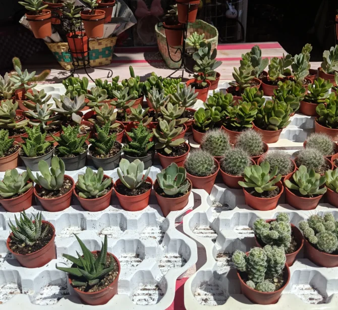 high-angle-view-potted-plants-sale-market