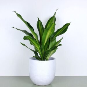 Dracaena Burley (Burley)