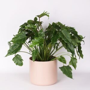 Philodendron