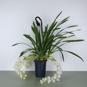 Cymbidium "Ice Cascade"