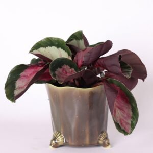 Calathea 'Roseo Rosy'