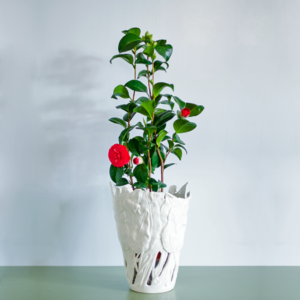 Japanese Camellia "Mary Williams"