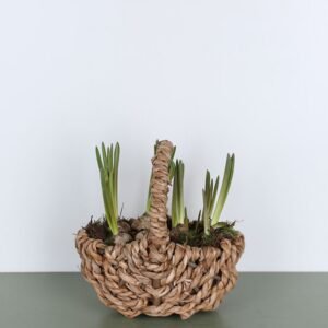 Grape Hyacinths in a basket