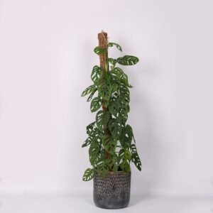 Monstera Adansonii