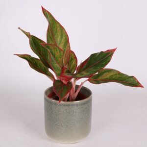 Aglaonema Crete