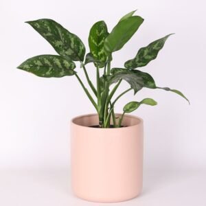 Long-leaved Aglaonema
