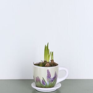 Grape Hyacinths in a teacup