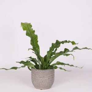 Asplenium "Crocodile Fern"