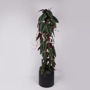 Trailing Rex Begonia Vine