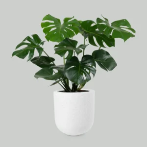 Monstera Deliciosa TEST product