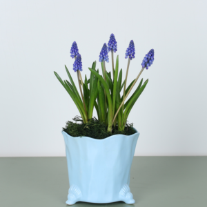 Grape Hyacinths in a ceramic pot