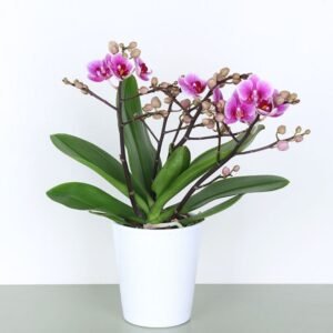Mini Purple Phalaenopsis Orchid