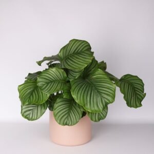Calathea Orbifolia