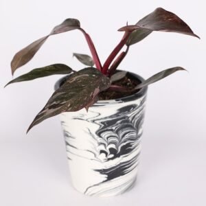 Philodendron 'Pink Princess'