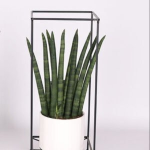 Sansevieria Cylindrica Mix