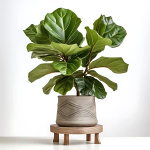 Leaf of horsetail Photo TEST product 2